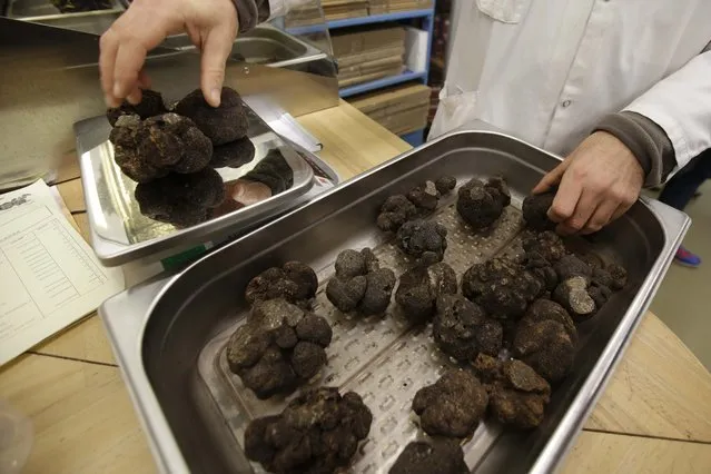 A vendor weights winter black truffles (Tuber Melanosporum) at the Rungis international food market, south of Paris, prior to the Christmas holidays season during which truffles are part of festive meals, December 11, 2015. (Photo by Philippe Wojazer/Reuters)