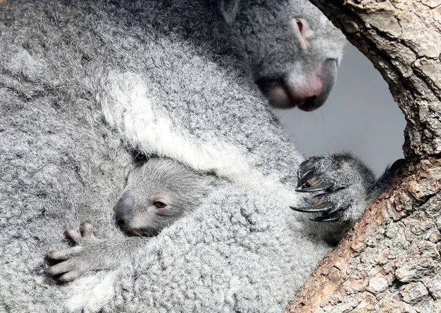 A several months-old unnamed koala Joey looks out of the pouch of its mother Pippa at the zoo in Zurich, Switzerland on November 18, 2020. (Photo by Arnd Wiegmann/Reuters)