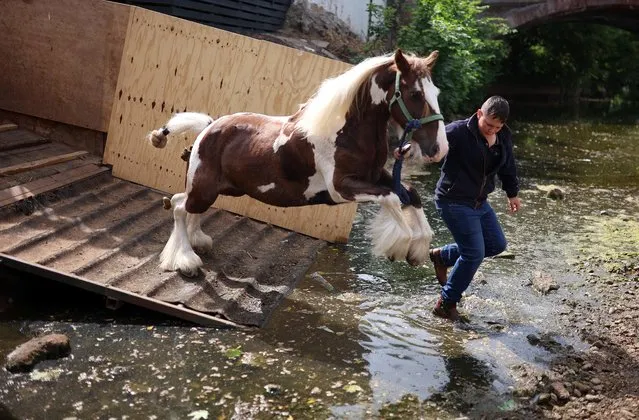 A member of the traveller community leads his horse to be washed in the river Eden during the annual horse fair in Appleby-in-Westmorland, Britain on June 8, 2023. (Photo by Phil Noble/Reuters)