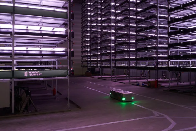 A robot, used to plant seeds and check the plants while growing, moves past vertical racks at the vertical plant farm “Nordic Harvest” based in Taastrup, a suburb west of Copenhagen, on November 20, 2020. A purple halo runs over racks where lettuce, herbs and kale will soon be growing: in a commonplace warehouse in an industrial zone on the outskirts of Copenhagen is one of the largest “vertical” farms in Europe, inaugurated this week. (Photo by Thibault Savary/AFP Photo)