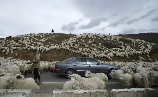 A car is surrounded by sheep as they return home from grazing fields outside Tbilisi, Georgia, November 11, 2015. Twice a year, in spring at the start of the grazing season and in  autumn at season's end, herds of sheep cross the country during a long march of hundreds of kilometres. (Photo by David Mdzinarishvili/Reuters)