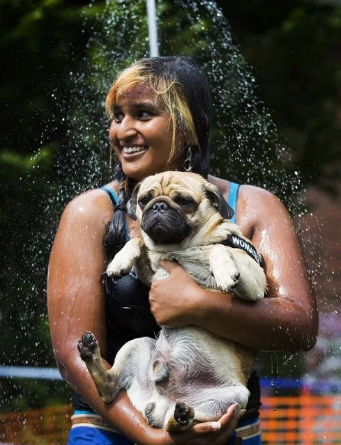 Jasmina and her pug Eddy take a shower during the “4th International Pug Dog Meeting”, on August 3, 2013. (Photo by Gero Breloer/Associated Press)