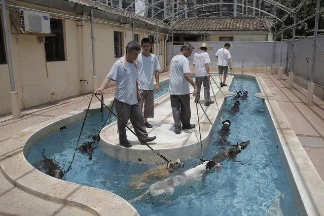 In this June 2, 2018 photo, greyhounds swim for exercise at the Macau Yat Yuen Canidrome in Macau. Asia’s only legally regulated greyhound racetrack, a centerpiece of Macau's gaming tourism history, is to shut its doors in July, 2018. After rallying for years to shut the Canidrome, notorious for cruel conditions, animal right groups are now seeking to find homes for 533 greyhounds abandoned in kennels on the premises. (Photo by Kin Cheung/AP Photo)