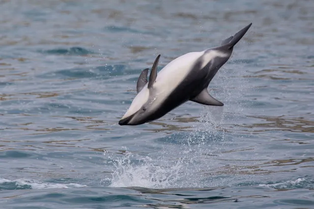 A Dusky dolphin (Lagenorhynchus obscurus) jumps out of water in Kaikoura bay in Kaikoura Peninsula, South Island, New Zealand on March 25, 2021. Kaikoura is recognized as one of the best places in the world to regularly encounter wild dolphins in their natural environment, hundred to thousands dolphins can be present all year round as groups. Dusky dolphins are more common and abundant in this area. This is also a famous travel destination for whales, fur seals, albatross, rare birds watching and swimming with dolphins in New Zealand. (Photo by Sanka Vidanagama/NurPhoto/Rex Features/Shutterstock)