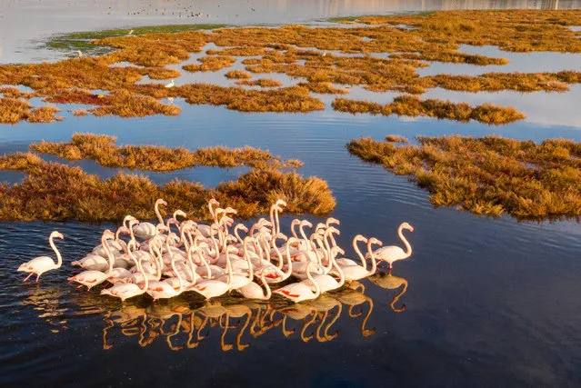 A photo shows flamingos on Cakalburnu Lagoon, located in the Inciralti coast of Izmir, Turkey on December 13, 2019. Cakalburnu Lagoon, a coastal wetland on the southern side of the Bay of Izmir, has become the home of flamingos drawing attention with its pink and white look. The flamingos, living in mass, generate a beautiful view at the lagoon, which hosts many bird species especially in cold weather due to its wind-protected structure. (Photo by Evren Atalay/Anadolu Agency via Getty Images)
