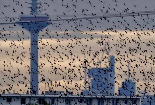 A flock of birds fly in front of the buildings of the banking district in Frankfurt, Germany, Wednesday, August 9, 2023. (Photo by Michael Probst/AP Photo)