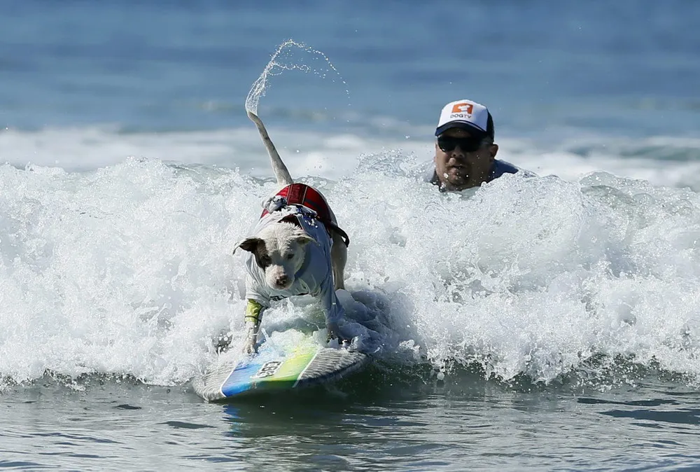 The 5th Annual Surf Dog Competition in California