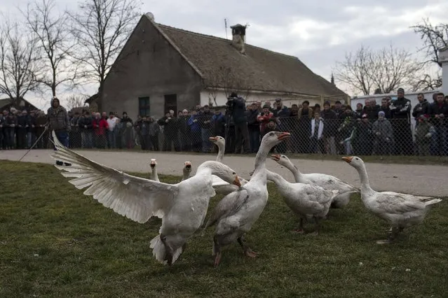 Geese fight during the annual Geese Fight Day in the northern Serbian village of Mokrin, some 160km (100 miles) from Belgrade February 22, 2015. Every year in the last week of February, goose fights are held in the northern Serbian village of Mokrin. Left alone, male geese, or ganders, are unlikely to fight each other, hence why females are brought along for whose affections the ganders then fight until one or the other gives up. (Photo by Marko Djurica/Reuters)