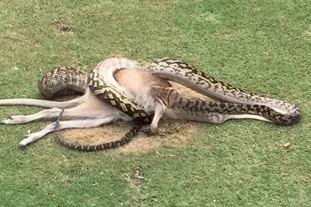 This handout photo from Robert Willemse taken on December 10, 2016 and received on December 13, 2016 shows a python wrestling with a wallaby in the middle of a fairway on a golf course in Cairns. A routine round of golf has taken a uniquely Australian turn with stunned players finding a giant python wrestling with a wallaby on a fairway. Robert Willemse was on the 17th hole at the Paradise Palms course in Cairns in north Queensland on December 10 when he heard that a four-metre (13-foot) scrub python was gorging on the native marsupial nearby. (Photo by Robert Willemse/AFP Photo)