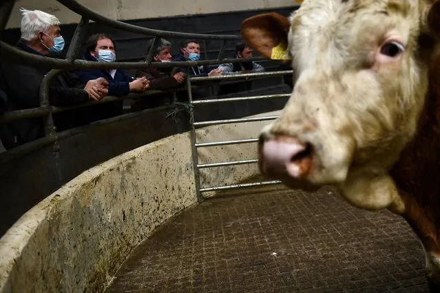 Farmers wearing a protective face masks view a cow from ringside at the Carrigallen Mart cattle auction as the coronavirus disease (COVID-19) restrictions continue to ease in Carrigallen, Ireland, May 22, 2021. (Photo by Clodagh Kilcoyne/Reuters)