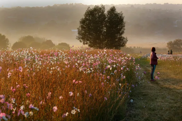Cosmos flowers are seen as the sun rises over Delta Park in Johannesburg, South Africa, 28 March 2018. The flowers are early signs of the shift from Summer to autumn as the blanket large areas if the city and open farm areas around Johannesburg and further a field. (Photo by Kim Ludbrook/EPA/EFE)