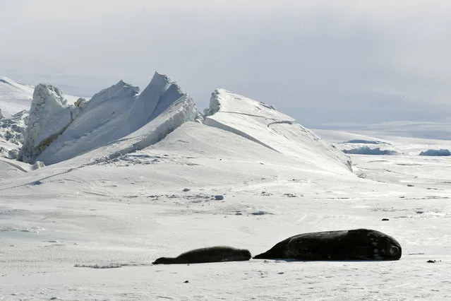 ANTARCTICA: Seals lie on a frozen section of the Ross Sea at the Scott Base in Antarctica on November 12, 2016.. (Photo by Mark Ralston/Reuters)