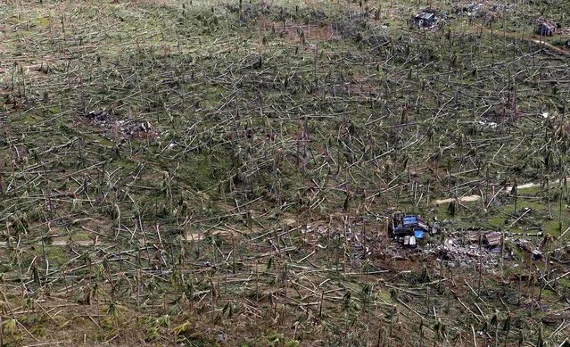 Trees are toppled in Samar province on Monday. (Photo by Erik De Castro/Reuters)