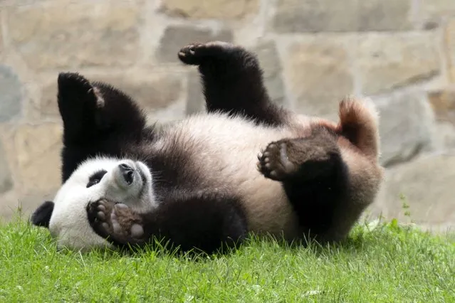 Giant panda Xiao Qi Ji plays at his enclosure at the Smithsonian National Zoo in Washington, Thursday, September 28, 2023. (Photo by Jose Luis Magana/AP Photo)