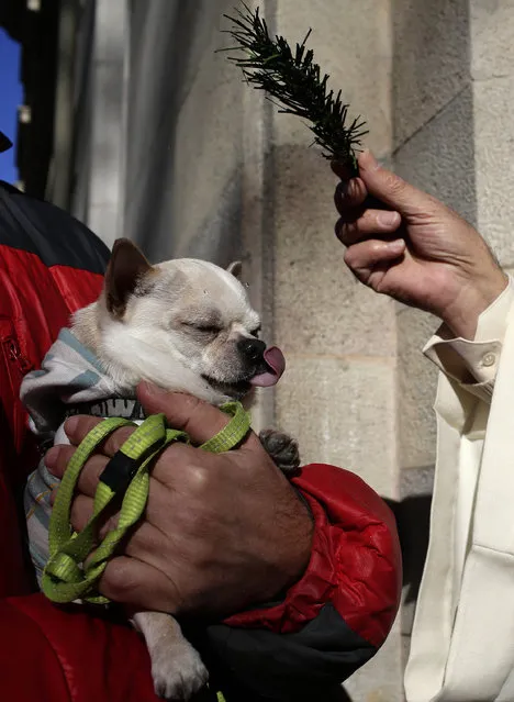 A priest blesses a dog during the feast of Saint Anthony, Spain's patron saint of animals, in Barcelona, Tuesday, January 17, 2017. The feast is celebrated each year in many parts of Spain and people bring their pets to churches to be blessed. (Photo by Manu Fernandez/AP Photo)