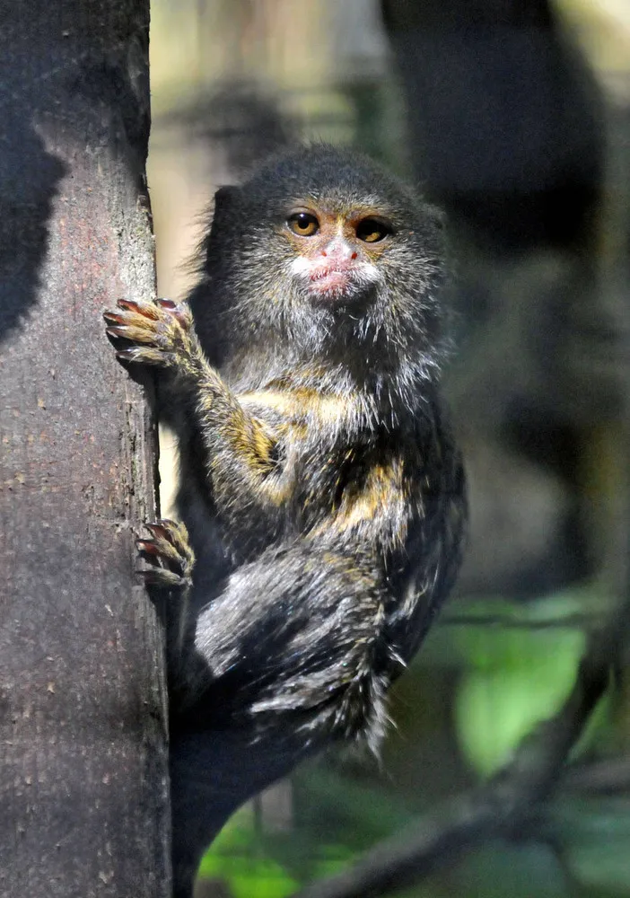 Pygmy Marmoset – the Smallest Monkey
