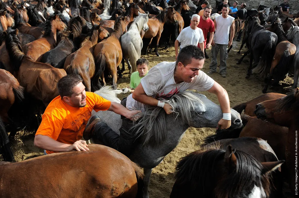 Wild Horses Are Tamed At Rapa Das Bestas