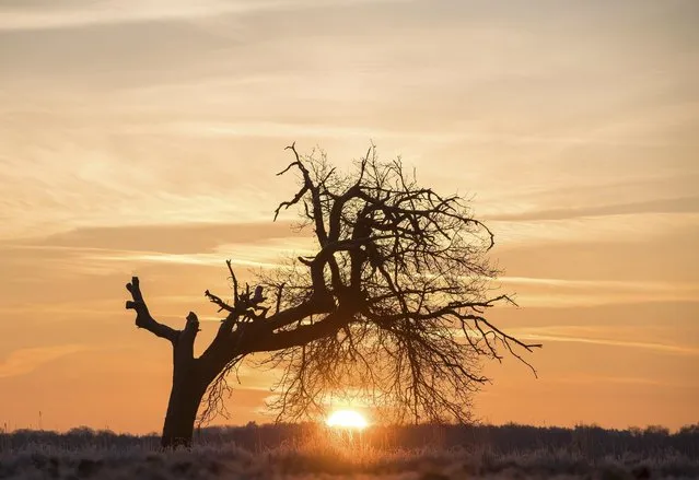 The sun rises over a bare tree on a frosty morning in Sottrum, Germany, Friday, December 30, 2016. (Photo by Ingo Wagner/DPA via AP Photo)
