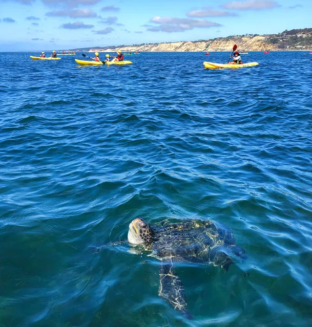 An East Pacific green sea turtle comes up for air as kayaker pass by in La Jolla Cove on October 17, 2021. A small colony of turtles have settled in the area. The turtles appear to be in the 5- to 15-year-old range and eat sea grasses and algae. (Photo by K.C. Alfred/ZUMA Press Wire/Rex Features/Shutterstock)