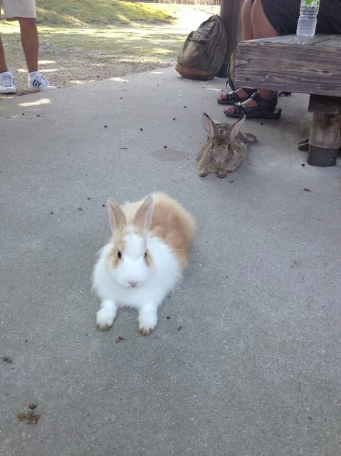 Rabbit Island in Japan