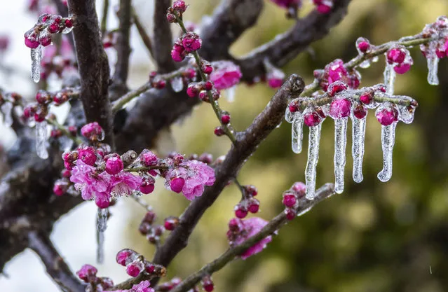 An ice hanging of red plum trees is seen during a cold wave in Suqian, Jiangsu province, China, Feb 21, 2024. (Photo credit should read CFOTO/Future Publishing via Getty Images)
