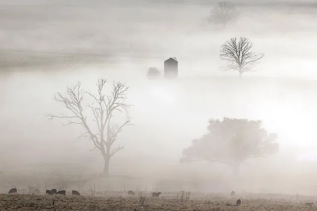 The Valley of Emu Swamp near Orange is seen covered in early morning fog on September 24, 2021 in Orange, Australia. Orange is a regional town on the Central Tablelands of New South Wales, 250 kms west from Sydney. (Photo by Mark Evans/Getty Images)