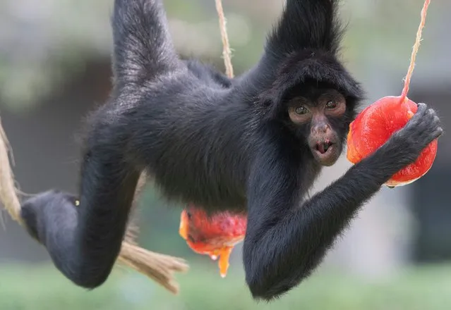 A spider monkey (Ateles) feeds on fruit packs in ice blocks at the Legends Park Zoo in Huachipa, eastern Lima on February 23, 2024. To cope with the overwhelming heatwave, the zoo opted for an imaginative alternative: placing apples, carrots and meat inside large blocks of ice. “It is a strategy that is being used to ensure the well-being of our animals in this time of quite hot weather that we are all suffering”, biologist Sonia Rivera from the Legends Park Zoo told AFP. (Photo by Cris Bouroncle/AFP Photo)