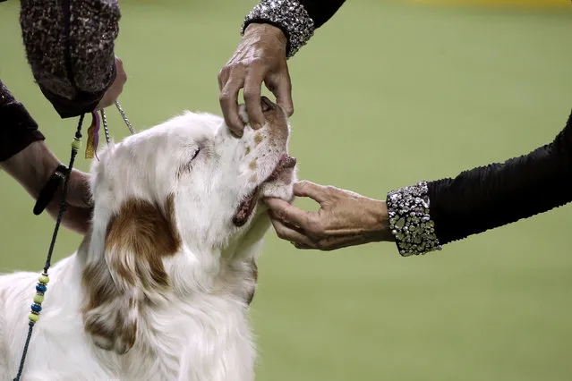 A Clumber Spaniel is inspected during judging in the Sporting Group judging at the 141st Westminster Kennel Club Dog Show at Madison Square Garden in New York City, U.S., February 14, 2017. (Photo by Mike Segar/Reuters)