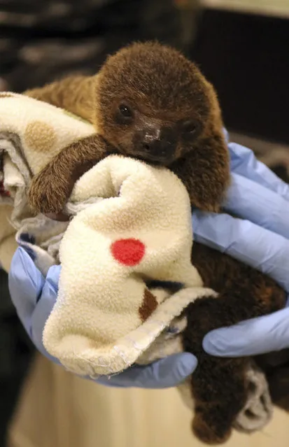 In this February 15, 2017 photograph, provided media outlets by the Hattiesburg Zoo, its newest addition, a Hoffman's two-toed baby sloth, born Feb. 5 at the zoo was prepped for its first appearance before local media at the Hattiesburg, Miss., Zoo. The sloth, unnamed because gender DNA tests must be performed to determine the sloth's s*x. Born fully furred, eyes open and clawed, with teeth, it typically remains dependent on its mother for about a year. (Photo  by Paige Crane/Hattiesburg Zoo Public Relations via AP Photo)