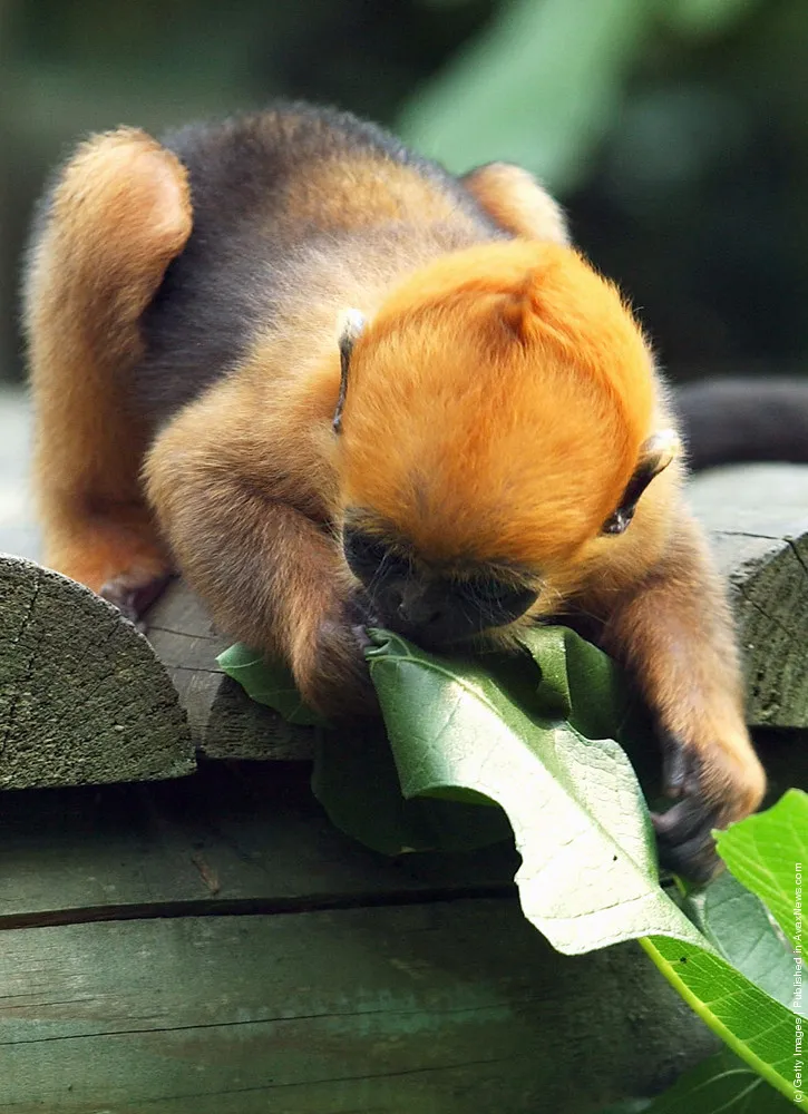 Francois' Langur