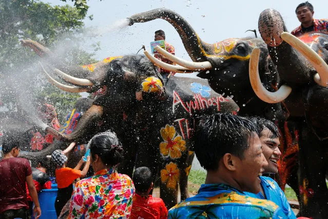 Elephants spray people with water in celebration of the Songkran water festival in Thailand's Ayutthaya province, north of Bangkok, April 11, 2016. (Photo by Jorge Silva/Reuters)