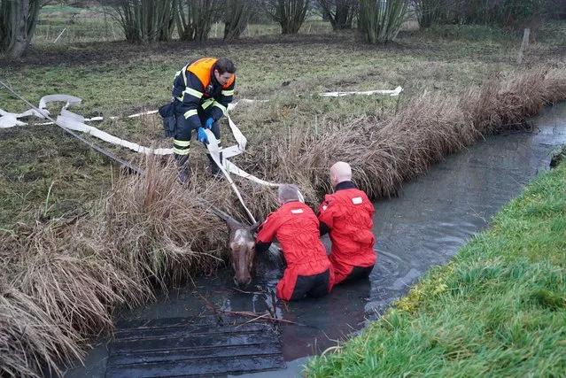 A horse is rescued after falling into a ditch in Hamburg, Germany on December 15, 2021. (Photo by Action Press/Rex Features/Shutterstock)