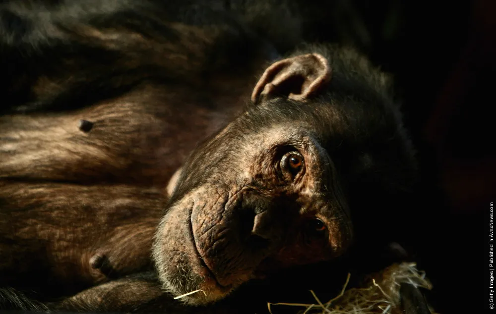 Chimpanzee: A Photo Session