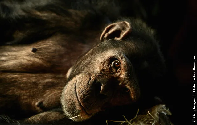 A chimpanzee at Edinburgh Zoo looks up at the new 5.65 million pound enclosure