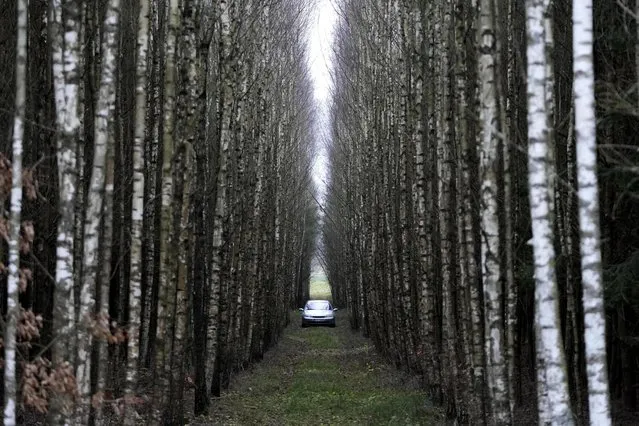 A  view of a car parked between birch trees in a forest near Lipsk, Poland, Monday, November 15, 2021. (Photo by Matthias Schrader/AP Photo)