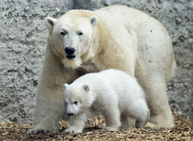 Mother bear Giovanna is pictured with her four month young baby bear at the zoo of Hellabrunn in Munich, southern Germany, on March 23, 2017, after the naming event. The little polar bear was named Quintana. (Photo by Christof Stache/AFP Photo)