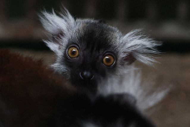 A baby black lemur holds onto its mother at their cage in the zoo in Warsaw, Poland, on May 28, 2024. (Photo by Kacper Pempel/Reuters)