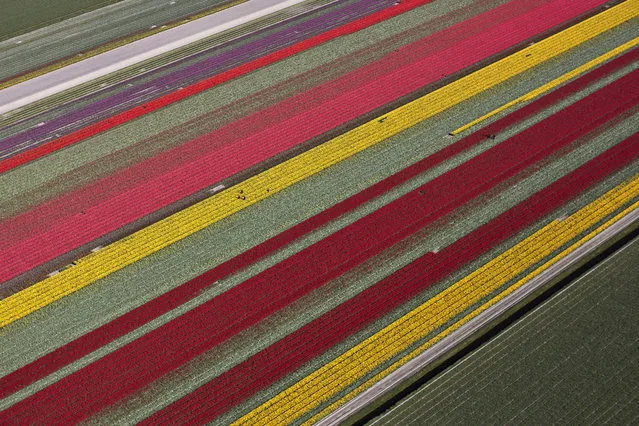 In this Tuesday, May 4, 2016 photo, farmers work in a field of blossoming tulips in Den Helder, northern Netherlands. (Photo by Muhammed Muheisen/AP Photo)