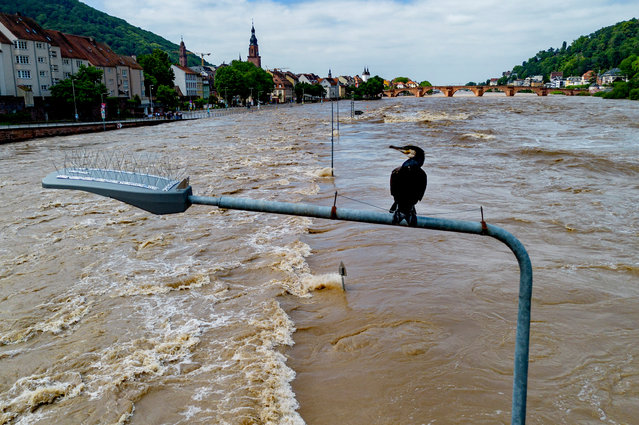 A cormorant sits on a street lamp as the river Neckar has left its banks in Heidelberg, Germany, Monday, June 3, 2024. The death toll in floods across a large part of southern Germany has risen to two as the body of a missing woman was found. Chancellor Olaf Scholz visited the flooded region on Monday and officials warned that water levels could rise further in some areas. (Photo by Michael Probst/AP Photo)
