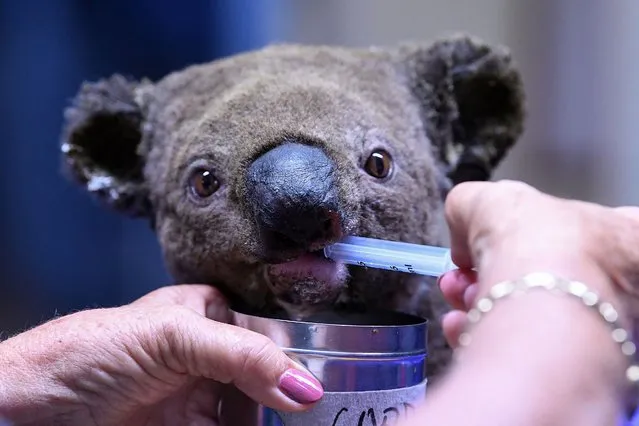 A file photo taken on November 2, 2019 shows a dehydrated and injured koala receiving treatment at the Port Macquarie Koala Hospital in Port Macquarie. Australia officially listed koalas across a swathe of its eastern coast as “endangered” on February 11, 2022, with the marsupials fighting to survive the impact of bushfires, land-clearing, drought and disease. (Photo by Saeed Khan/AFP Photo)