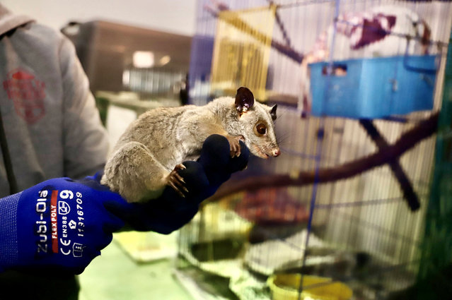 An opossum due to be released in Bogotá, Colombia early June 2024. The marsupial was a victim of wildlife trafficking. (Photo by Environment Secretariat Of The Mayor Of Bogota/Reuters)