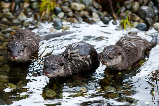 Asian small-clawed otter pups, born in January, join their family to play, tumble and tussle at their public debut at the Woodland Park zoo in Seattle, on April 26, 2014. (Photo by Jordan Stead/AP Photo)