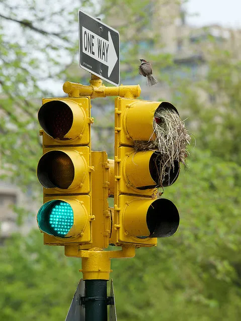 Three breeding House Sparrow couples have built their nests in three separate traffic lights all at the same junction in Central Park, Manhattan, New York Tuesday May 10, 2016. All three nests have chicks in them. Two of the nests are in the red lights and the third built in the yellow light. (Photo by Dan Callister/Pacific Coast News)