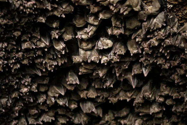 Bats are seen in the Old City in Caesarea, Israel, April 26, 2017. (Photo by Amir Cohen/Reuters)