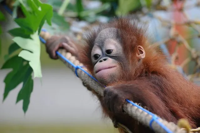 Rizki, 10 months orphaned Bornean orang utan learns to bite at Surabaya Zoo as he prepares to be released into the wild on May 19, 2014 in Surabaya, Indonesia. The two baby orangutans, brothers, were found in Kutai National Park in a critical condition having been abandoned by their mother on May 14, 2014. (Photo by Robertus Pudyanto/Getty Images)