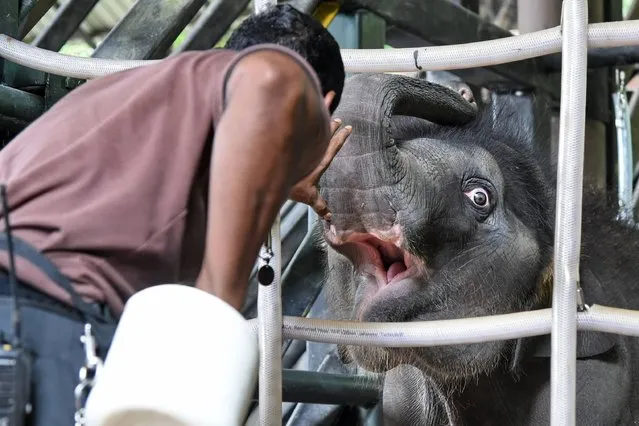 Singapore's Night Safari's baby elephant Neha opens her mouth for a keeper to check from an enclosure in Singapore on May 11, 2017. Singapore's Night Safari on May 11 showed off its new elephant calf on the eve of her first birthday, saying she has responded well to instructions aimed at keeping her physically fit. (Photo by Roslan Rahman/AFP Photo)