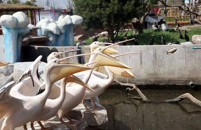 Pelican are fed at the Nantong Forest wildlife park in Jiangsu province, China on April 6, 2022, which is being temporarily closed due to coronavirus. The staff will maintain the park’s 20,000 wild animals during the closure. (Photo by Sipa Asia/Rex Features/Shutterstock)