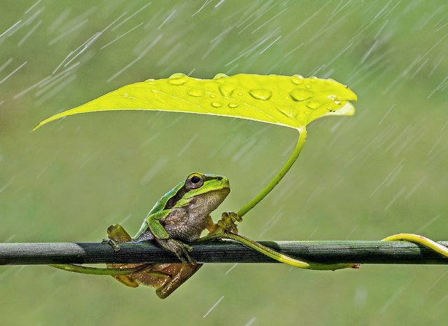 A tree frog uses a leaf as an umbrella in pouring rain in Karacabey floodplain near the city of Bursa, Turkey in the first decade of June 2023. (Photo by Savas Sener/Solent News & Photo Agency)