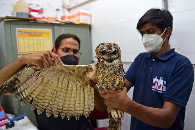 A physiotherapist (L) treats a mottled wood owl recovering from dehydration on a hot summer day at Jivdaya Charitable Trust in Ahmedabad on April 28, 2022. (Photo by Sam Panthaky/AFP Photo)