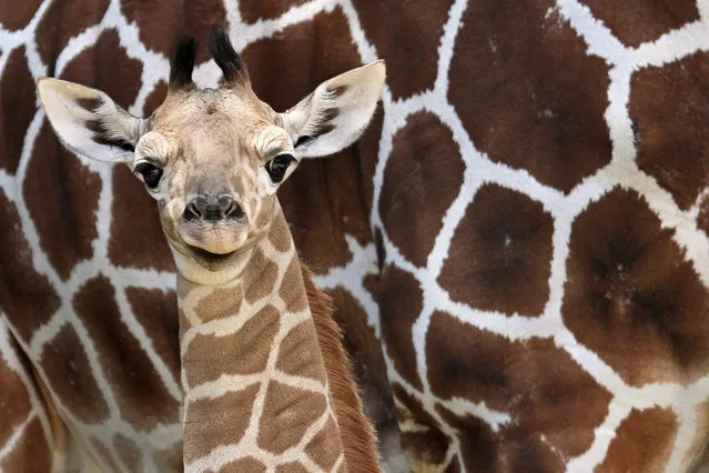 A newly born giraffe stays close to her mother in their enclosure at the zoo in Brono, Czech Republic on June 26, 2014. The female calf was born on June 19, 2014 and currently stays with his mother Janette in a separate enclosure until she'll join her 3 siblings and will be presented to the public in July 2014. Visitors of the zoo can participate in choosing a name for the newborn giraffe during the summer holidays. (Photo by Radek Mica/AFP Photo)